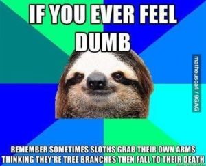 Sloth Meme - If You Ever Feel Dumb, Remember Sometimes Sloth Grab Their Own Arms Thinking They're Tree Branches Then Fall To Their Death.