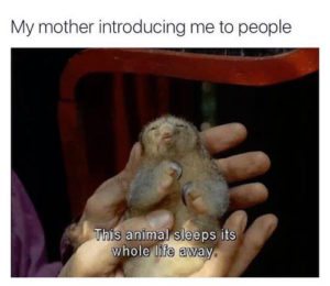 Sloth Meme - My Mother Introducing Me To People. This Animal Sleeps Its Whole Life Away.