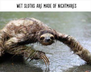 Sloth Memes - Wet Sloths Are Made Of Nightmares.