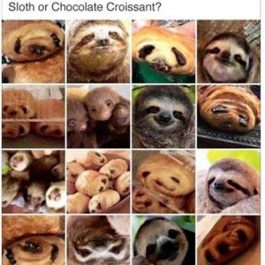 Sloth Meme - Sloth Or Chocolate Croissant?