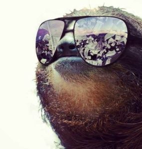 Sloth Meme - Sloth With Swag Wearing Sunglasses.
