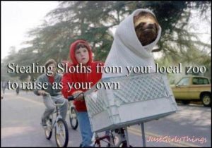 Sloth Meme - Stealing Sloths From Your Local Zoo To Raise As Your Own.